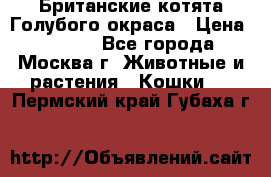 Британские котята Голубого окраса › Цена ­ 8 000 - Все города, Москва г. Животные и растения » Кошки   . Пермский край,Губаха г.